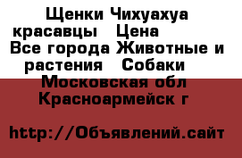 Щенки Чихуахуа красавцы › Цена ­ 9 000 - Все города Животные и растения » Собаки   . Московская обл.,Красноармейск г.